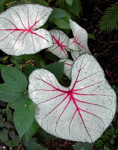 Caladium 4225